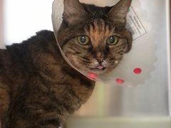 -纳吉亚猫专科动物医院博雅分院