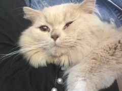-楼上猫咖(罗湖店)