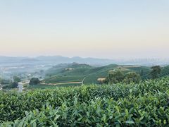 -龙井壹号·茶缘山景宴(龙井村店)