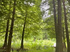 -溱湖国家湿地公园