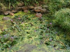 -深圳国际园林花卉博览园