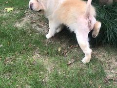 -爱妮康宠物医院·干细胞免疫细胞·肿瘤·心脏(张江店)