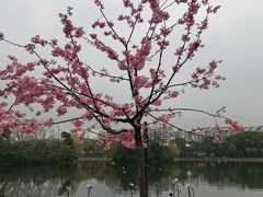 -新江湾城公园