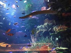 -迪拜帆船酒店海底餐厅