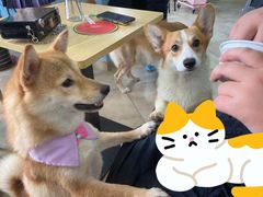 -汪说·狗咖(旺城大厦店)