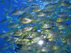 -烟台海昌鲸鲨海洋公园