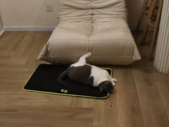 -宠物星动物医院·眼科·异宠·猫科(江南大道总院)