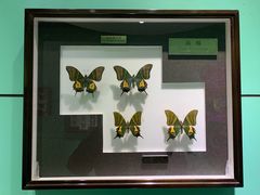 -上海昆虫博物馆