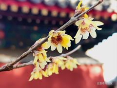 -国家植物园