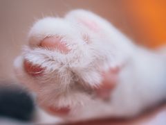 -猫儿山۰猫主题餐厅