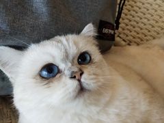 -喵屿·大理花园猫咖