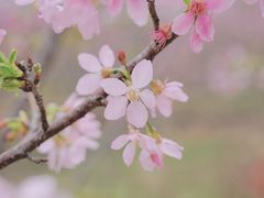 -天适樱花悠乐园