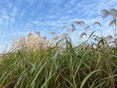-佛手湖郊野公园