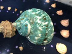 -青岛贝壳博物馆