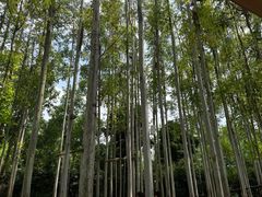 -桉树林A coffee 森林餐厅(三圣乡店)