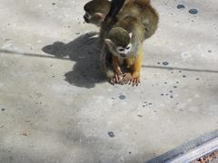 -长白岛森林公园