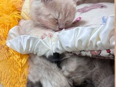 -屋虎猫馆(宝安大仟里店)