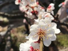 -木渎古镇