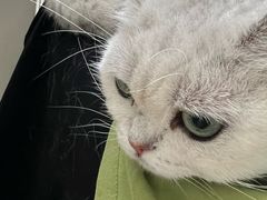 -瑞派申生动物医院·24H夜诊·国际动物医疗中心·骨外科(吴中路店)