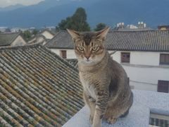 -喵屿·大理花园猫咖