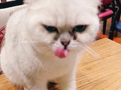 -猫小院猫主题咖啡厅(北锣店)