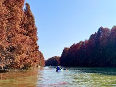 -上海海湾国家森林公园