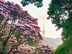 -梧桐山风景名胜区