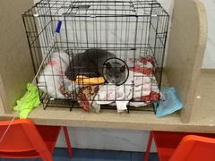 -伟伟宠物医院·CT影像中心·瑞派犬猫综合性门诊(汉口总院)