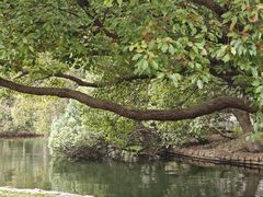 -上海共青森林公园