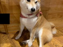 -柴务处·柴犬主题狗咖