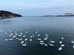 -烟墩角天鹅湖