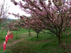 android_upload_pic-石峰公园