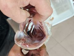 -煲来饱去冷水鱼