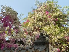 -深圳国际园林花卉博览园