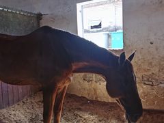 -北京群众马术培训基地