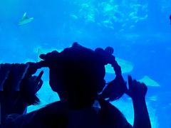 -帝企鹅自助餐厅•儿童岛•真企鹅(长隆企鹅酒店)