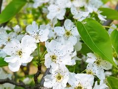 -南汇桃花村