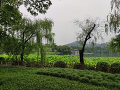 -西湖游船