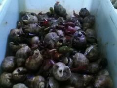 花螺-李三海鲜火吧