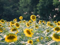 -光明小镇欢乐田园