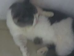 -喵zoo家庭繁育猫舍(尖东智能花园店)