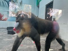 -西安秦岭野生动物园