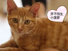 -MOYOYO猫咪咖啡店