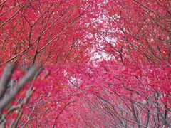 -合肥滨湖国家森林公园