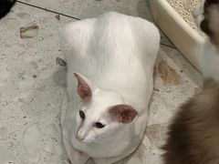 -飞行喵MR PILOT|猫舍·猫咖(静安大融城店)