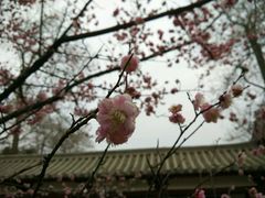-西安青龙寺遗址景区
