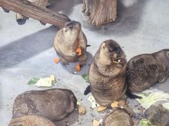 -大连森林动物园