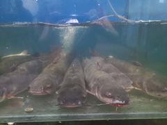 大堂-大鹅岛灶台鱼·铁锅炖(水库路店)