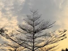 -南国桃园旅游度假区