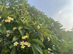 -南沙蒲洲花园